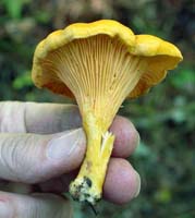 This single Chanterelle reveals the forked blunt gills. 